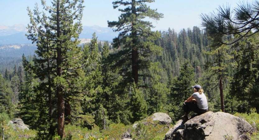 A person sits on a rock in an evergreen forest overlooking the landscape below. 